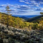 Логотип группы Сихотэ‑Алинский биосферный заповедник